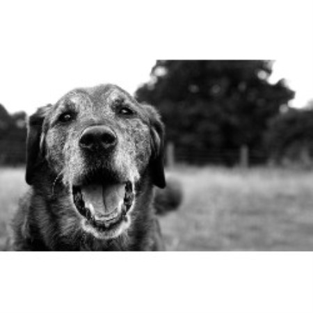 Steadfast Animal Solutions St Albans