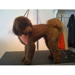 Doggy weekend getaway care in Bagshot, Surrey