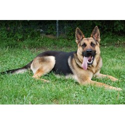 Pet sitter for dogs in Chester, Cheshire