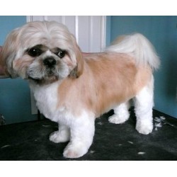 Pet sitter for dogs in Norwich, Norfolk