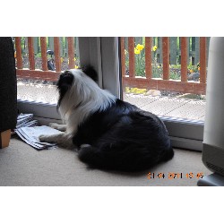 Dog walker in Wainfleet All Saints, Lincolnshire