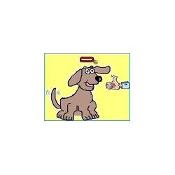 Canine Agility trainer in Kent, Kent