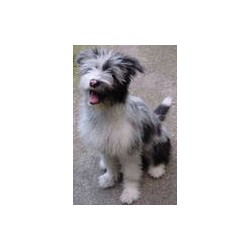 Dog walking in Cleckheaton, West Yorkshire