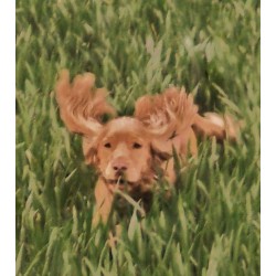 Pet sitter for dogs in Chichester, West Sussex