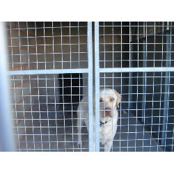 kennels outside run