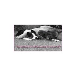Dog walker in Chesterfield, Derbyshire
