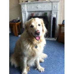 sam  golden retriever 