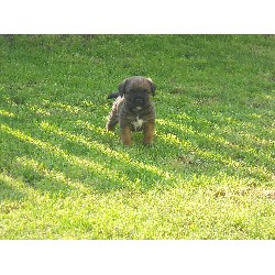 Dog walker in Illogan, Cornwall