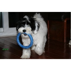 Doggy weekend getaway care in Tamworth, Staffordshire
