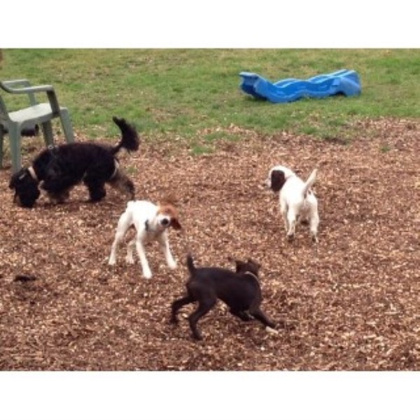 Dog Grooming Maulden Dog Grooming Maulden