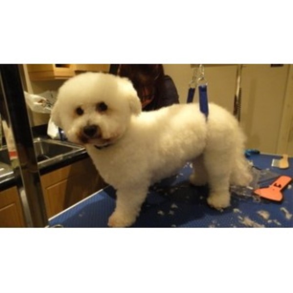 Tail Ends Dog Grooming
