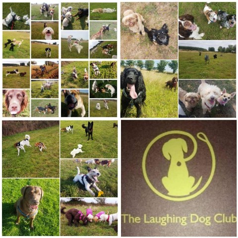 The Laughing Dog Club