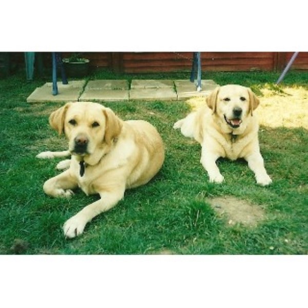 Dog Grooming Stowmarket Dog Grooming Stowmarket