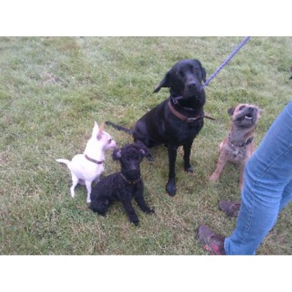 Dog Training, in Uppingham, Rutland
