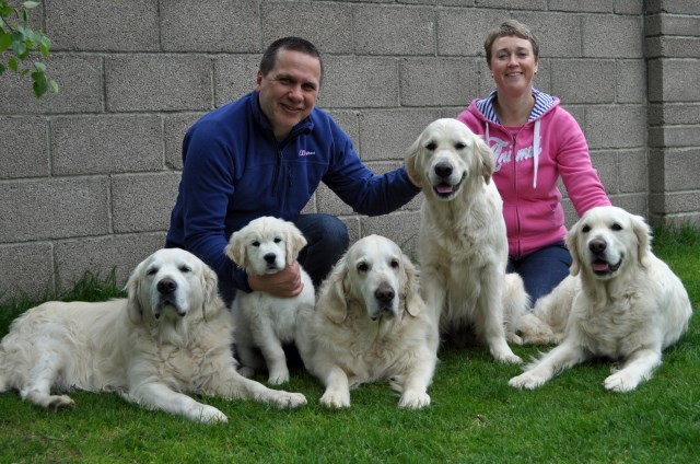 Sunnyoak Golden Retrievers & Dog Services