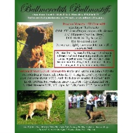 Bullmeredith Bullmastiffs