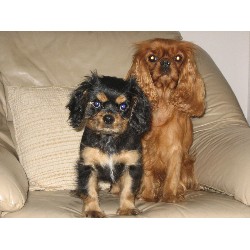 Ruby bitch with one of her pups