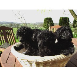 black puppies