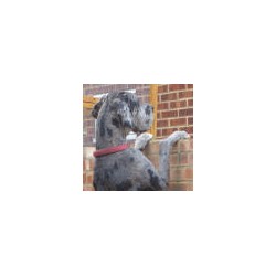 Great Dane