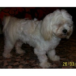 Lhasa Apso Stud in Cambridgeshire
