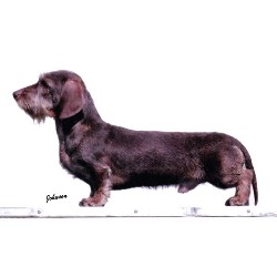Dachshund Breeder in Gloucester, Gloucestershire