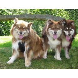 Family Group