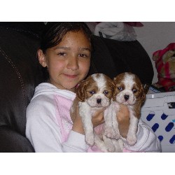 Cavalier King Charles Spaniel Breeder in Halifax, West Yorkshire