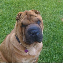 Chinese Shar Pei Stud in Northamptonshire