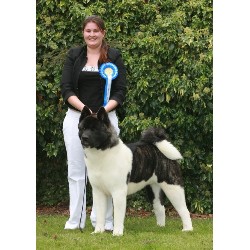 Akita Breeder in Carterton, Oxfordshire