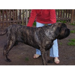 Mastiff Stud in Chatteris, Cambridgeshire