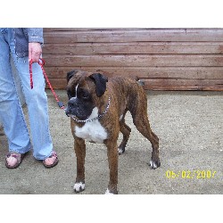 Boxer Stud in Chatteris, Cambridgeshire