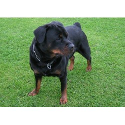 BELLA OUR FOUNDATION BITCH - A STUNNING GIRL
