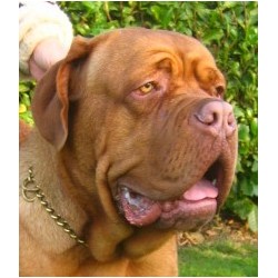 alfie - our stud dog