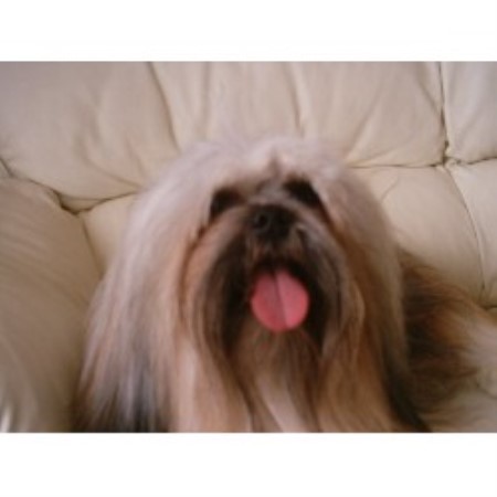 Lhasa Apso Stud in Stirlingshire