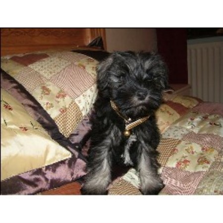 PepperSalt Mini PUPPY