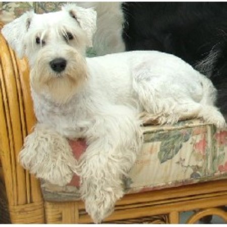 Miniature Schnauzer Stud in Cumbria