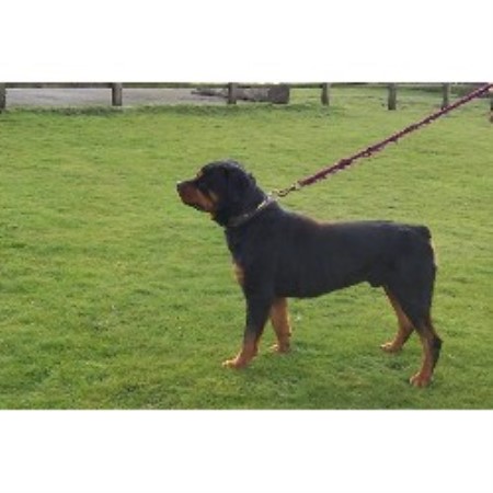 Rottweiler Stud in West Yorkshire
