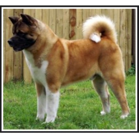 Akita Breeder in Bradford, West Yorkshire