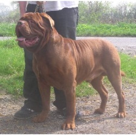 Dogue De Bordeaux Stud in Gatwick, Surrey