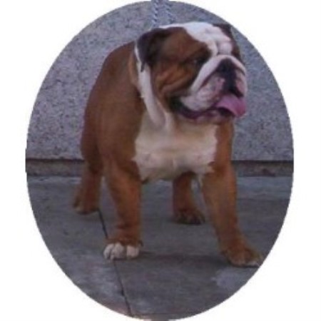 BUSTER OUR LOVELY NEXT SHOW DOG