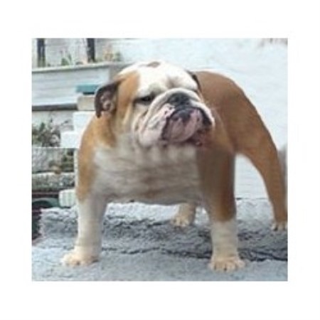 English Bulldog Stud in Lancashire