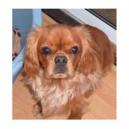 Cavalier King Charles Spaniel Stud in Warrington, Cheshire