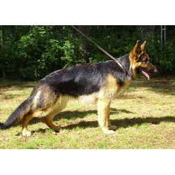 Larnmax GSD Dog picture
