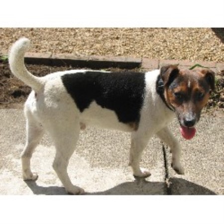 Jack Russell Terrier Stud in Cambridgeshire