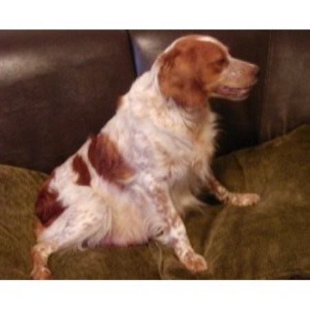 Brittany Breeder in Bristol, Avon