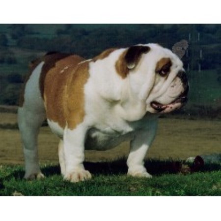 Dogs For Sale In And Near Cardiff Wales Dogs For Sale In And Near Cardiff Wales