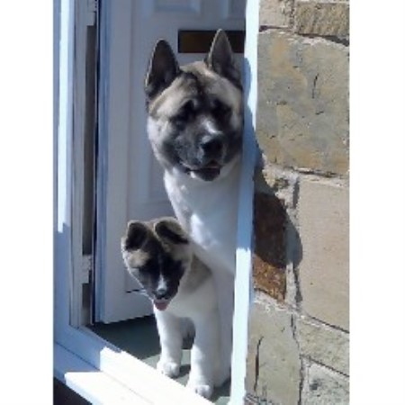 Akita Breeder in Pensby, Merseyside