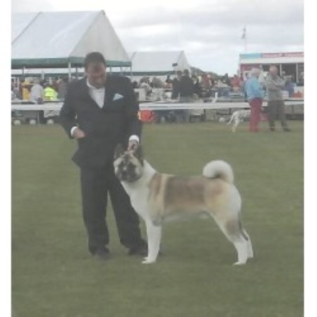 Akita Stud in Pensby, Merseyside