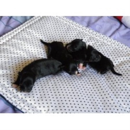 Chinese Crested Breeder in Keighley, West Yorkshire