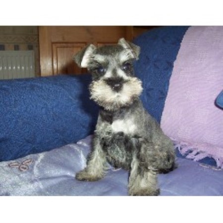 miniature pomeranian rescue uk a toniks miniature schnauzer breeder in blackpool lancashire fy3 freedoglistings miniature pomeranian rescue uk a toniks miniature schnauzer breeder in blackpool lancashire fy3 freedoglistings